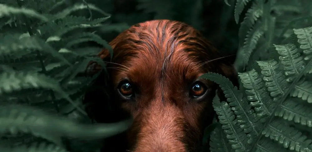 دانلود جدیدترین نسخه لایت روم با لینک مستقیم + مود شده